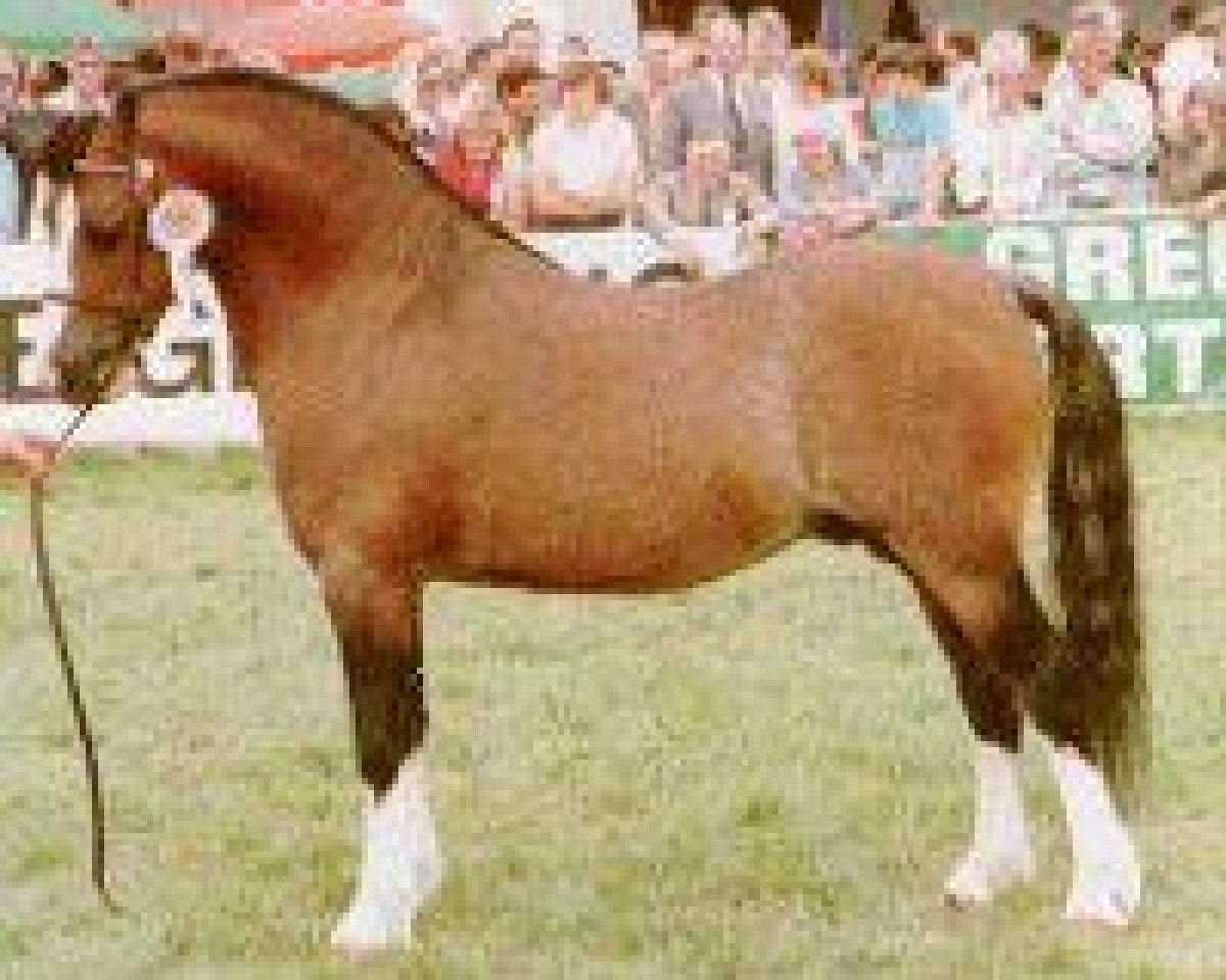 Deckhengst Brierwood Rocket II (Welsh Mountain Pony (Sek.A), 1976, von Revel Pye)