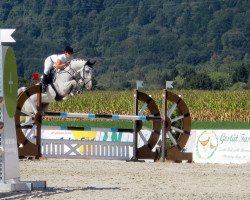 jumper Cheerio Ko (German Sport Horse, 2006, from Cellestial)
