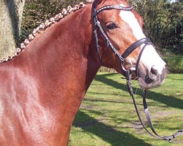 Zuchtstute Romica (Deutsches Reitpony, 2007, von Machno Carwyn) Zuchtstute Romica (Deutsches Reitpony, 2007, von Machno Carwyn)