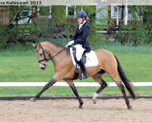 horse Buschhof (German Riding Pony, 2005, from Geronimo B)