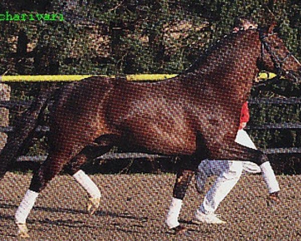 Deckhengst Charivari (Welsh Pony (Sek.B), 1999, von Courage) Deckhengst Charivari (Welsh Pony (Sek.B), 1999, von Courage)