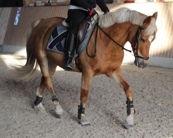 dressage horse Clara de luxe (German Riding Pony, 2006, from Nacromancer inthe dark)