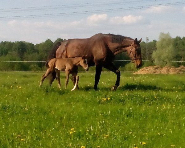 broodmare Polyqueen (Westphalian, 1991, from Polydor)