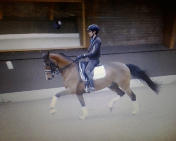 dressage horse All Or Nothing (KWPN (Royal Dutch Sporthorse), 2005, from Prestige)