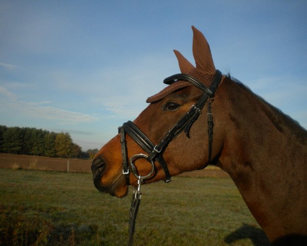 broodmare Blue Zin xx (Thoroughbred, 2000, from Zinaad xx) broodmare Blue Zin xx (Thoroughbred, 2000, from Zinaad xx)