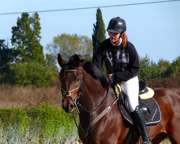 Springpferd Colambo Jo S (Westfale, 2005, von Christoph Columbus)
