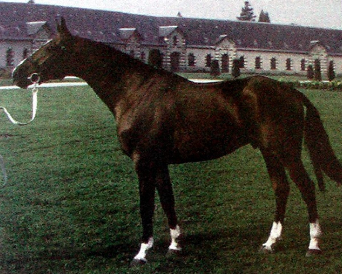 Deckhengst Igor de Vauptain (Selle Français, 1974, von Cor de Chasse)
