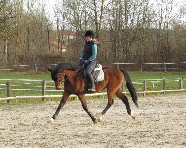 Springpferd Blanca- U (Holsteiner, 2009, von Casall Ask) Springpferd Blanca- U (Holsteiner, 2009, von Casall Ask)