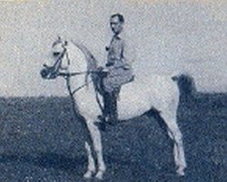 stallion Tetuan ox (Arabian purebred, 1938, from Gandhy ox)