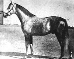 stallion Fondak ox (Arabian purebred, 1920, from Korosko 1907 DB)