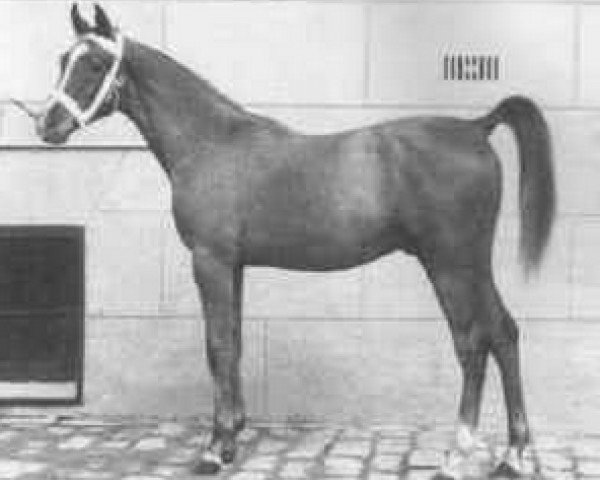 stallion Nana Sahib 1934 ox (Arabian purebred, 1934, from Razada 1925 ox)