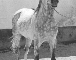 stallion Saludo ox (Arabian purebred, 1954, from Maquillo ox)