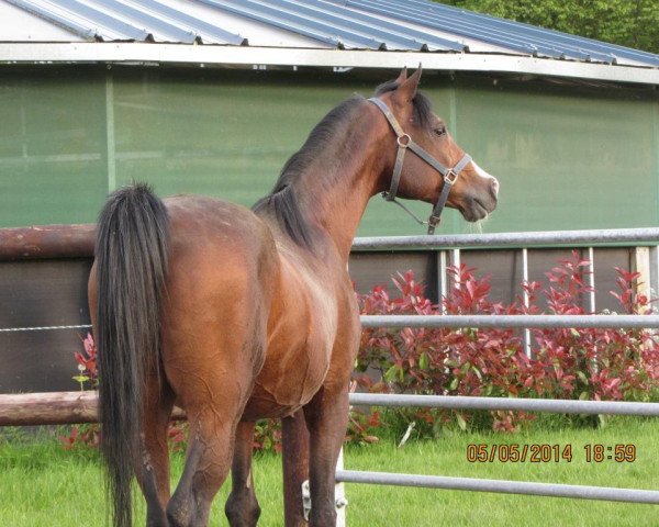 stallion Milora Park Blue Fire ox (Arabian purebred, 1988, from Tallangatta Silver Domino ox) stallion Milora Park Blue Fire ox (Arabian purebred, 1988, from Tallangatta Silver Domino ox)