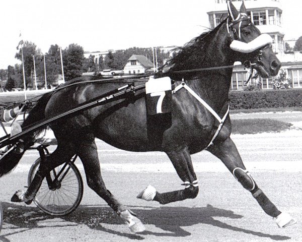 stallion Speedy Min (Swedish Trotting, 1974, from Speedy Spin (US))