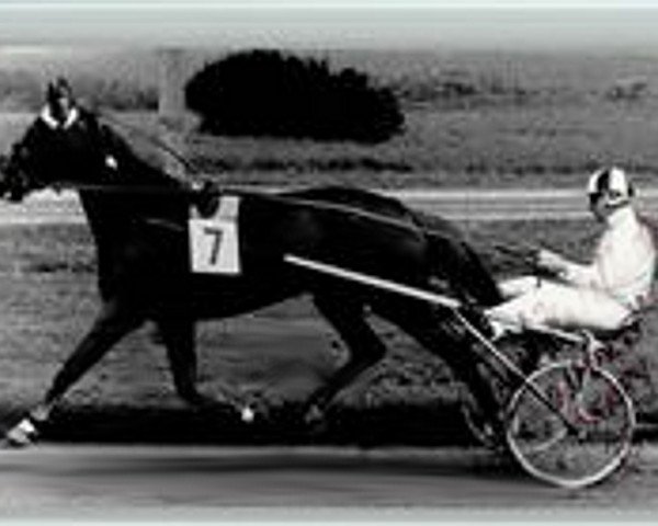 stallion Graf Zepplin (American Trotter, 1978, from Noble Victory 4888B (US))