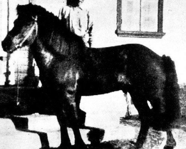 Deckhengst Léttir frá Svaðastöðum (Islandpferd, 1924, von Sörli frá Svaðastöðum)