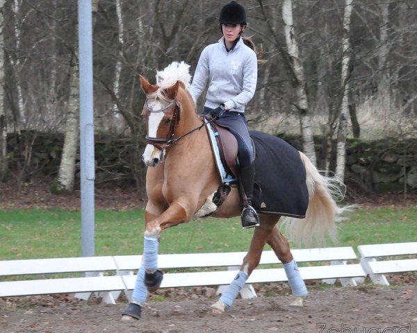 dressage horse Hesselteich's Davenport (German Riding Pony, 2001, from Donnerblitz)