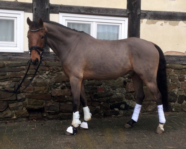 dressage horse Chiwago (German Riding Pony, 2009, from FS Chicago)