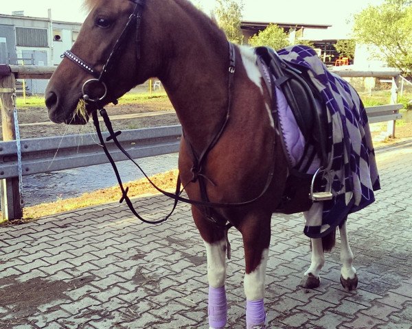 Dressurpferd Heidi 613 (Deutsches Reitpony, 2006, von Unbekannt Pony)