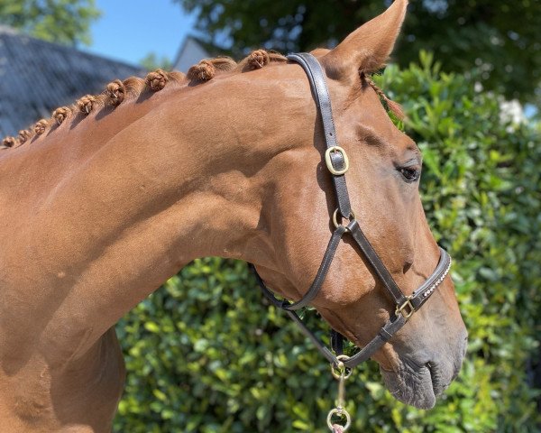dressage horse Luc Skywalker 8 (Hanoverian, 2008, from Le Primeur)