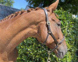 Dressurpferd Luc Skywalker 8 (Hannoveraner, 2008, von Le Primeur)