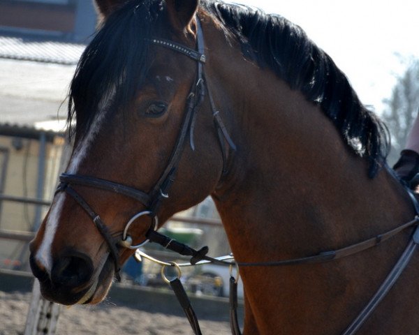 jumper Vito del Gio (Rhinelander, 2008, from Vulkano FRH)