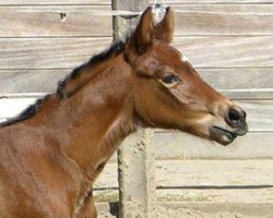broodmare Charlotte (Hanoverian, 2009, from Comte)