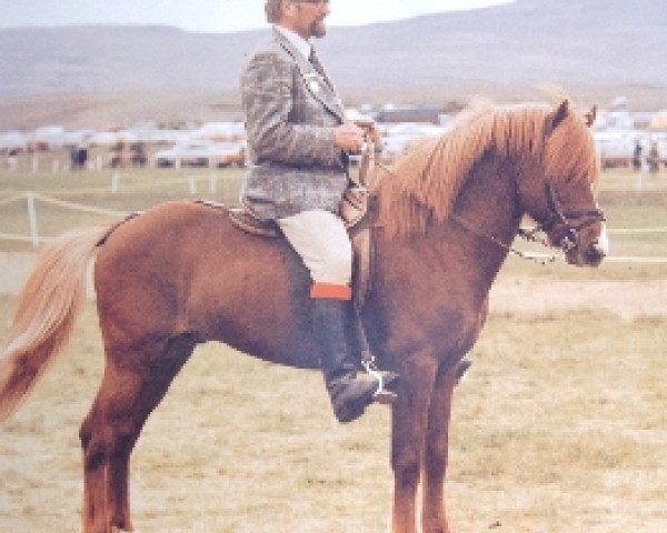 Deckhengst Þáttur frá Kirkjubæ (Islandpferd, 1967, von Hylur frá Kirkjubæ) Deckhengst Þáttur frá Kirkjubæ (Islandpferd, 1967, von Hylur frá Kirkjubæ)