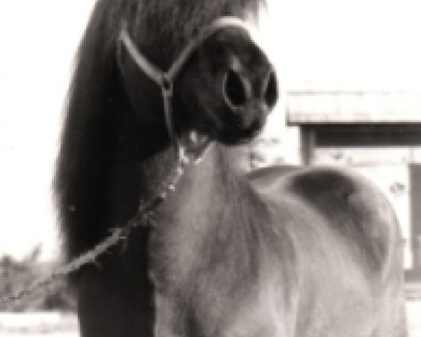 stallion Flugar frá Torfastöðum (Iceland Horse, 1979, from Þáttur frá Kirkjubæ)