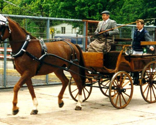 dressage horse Mondial (Württemberger,  , from Montanus)