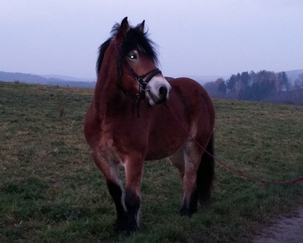 horse Nena (Rhenish-German Cold-Blood, 2010, from Nemo I)
