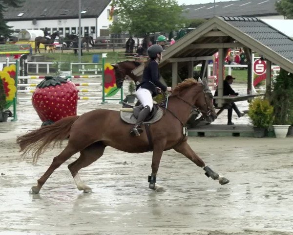 Reitturnier Melle-Ostenfelde 2021