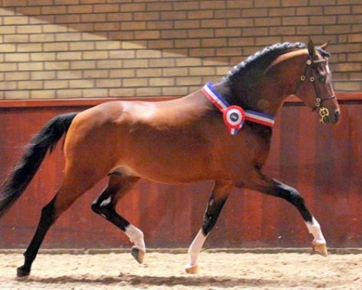 stallion Heitrak's Marvin (Nederlands Welsh Ridepony, 2004, from De Goede Ree Now or Never)