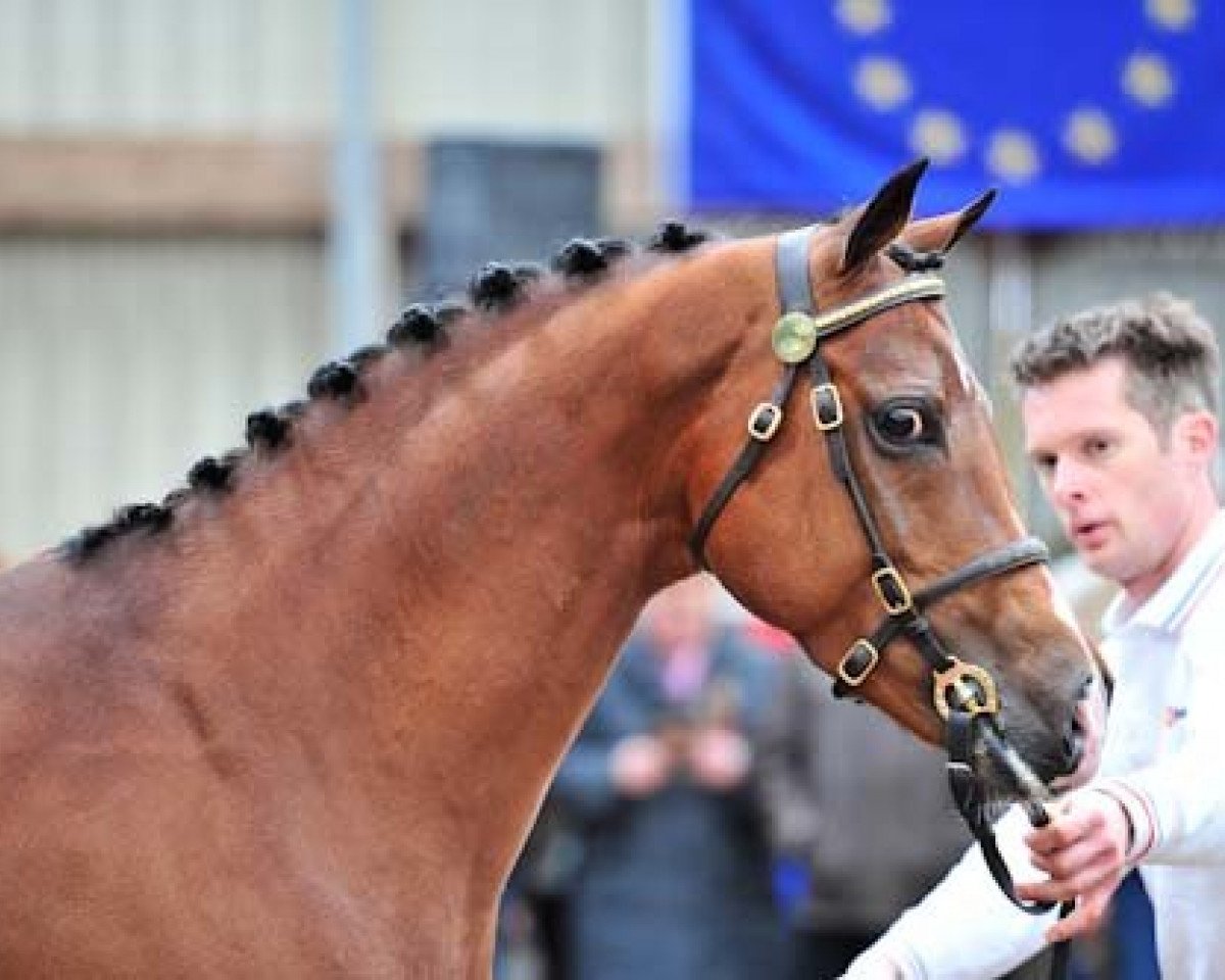 Semental Fleuramo's Justin (Pony neerlandés, 2008, de Heitrak's Marvin)