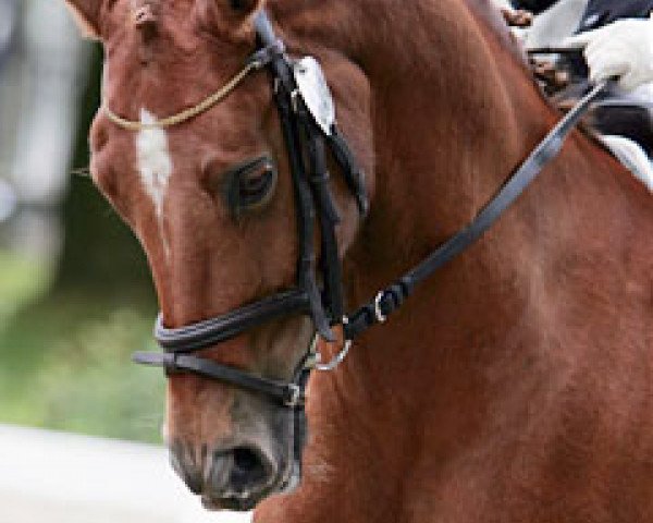 Dressurpferd Bjirmen’s Tsjalling (Nederlands Welsh Ridepony, 1997, von Leuns Veld's Elegant)