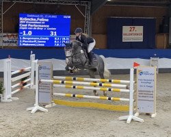 Springpferd Cool Performance (Holsteiner, 2014, von Hh Copin van de Broy)