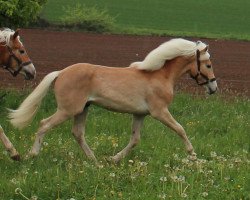 Deckhengst Wyo Wingino MM (Haflinger, 2013, von Walzertraum)