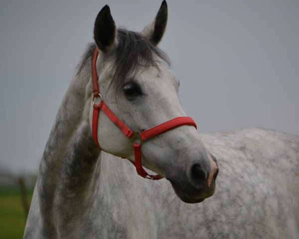Dressurpferd Viva la Vie T (Westfale, 2006, von Van the Man)