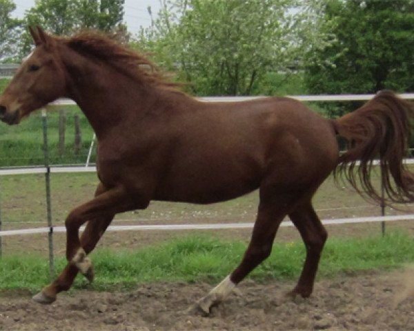 horse Felix (Rhinelander, 2010, from Fürst Piccolo)