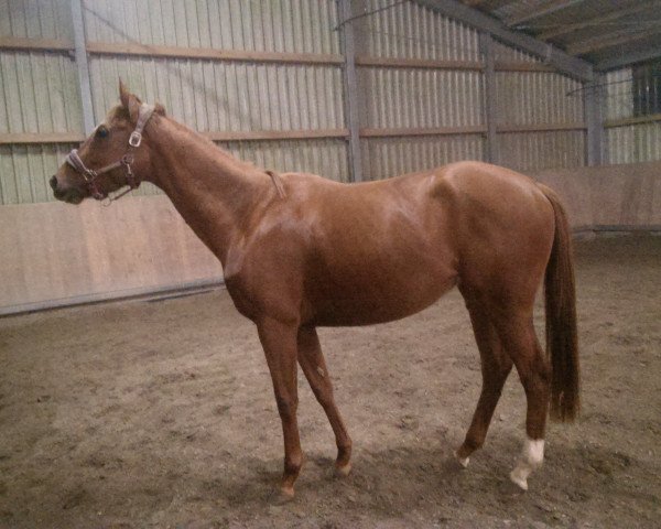 jumper Goldfee (KWPN (Royal Dutch Sporthorse), 2011, from Namelus R)