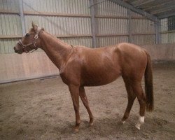 jumper Goldfee (KWPN (Royal Dutch Sporthorse), 2011, from Namelus R)