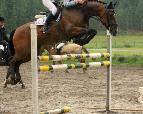 broodmare Katinka 191 (New Forest Pony, 2002, from Aladin) broodmare Katinka 191 (New Forest Pony, 2002, from Aladin)