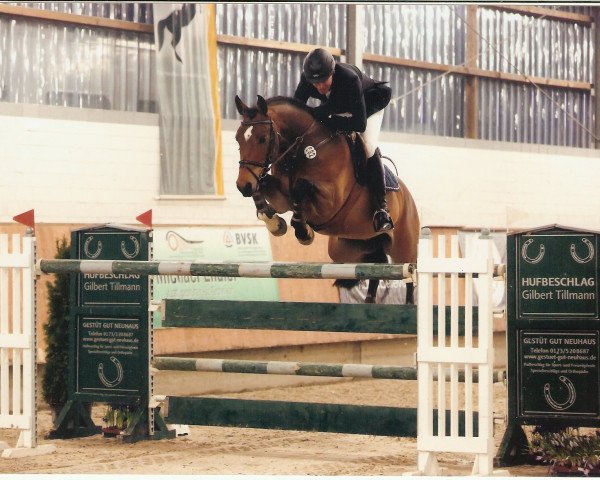 Springpferd Rockabilly V (Rheinländer, 2004, von Moosbends Ricardos)
