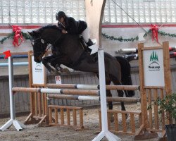 jumper Don Encanto (Hanoverian, 2005, from Don Papas)