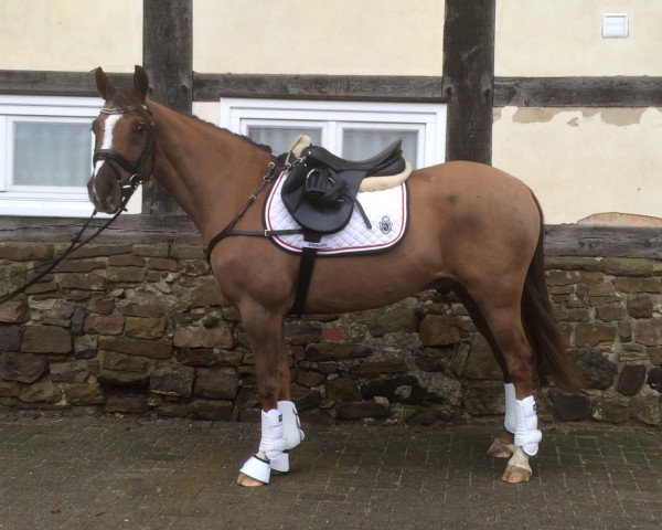 horse Marlow (German Riding Pony, 2007, from Matchello)