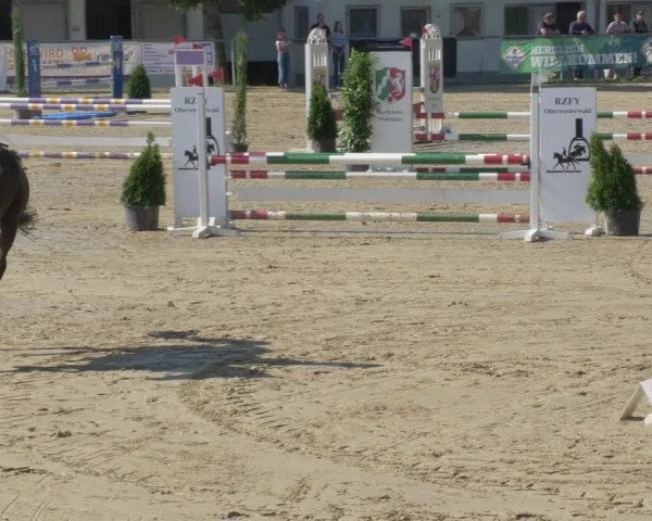 Reitturnier Bad Marienberg - OT Nisterau 2021 - Oberwesterwald