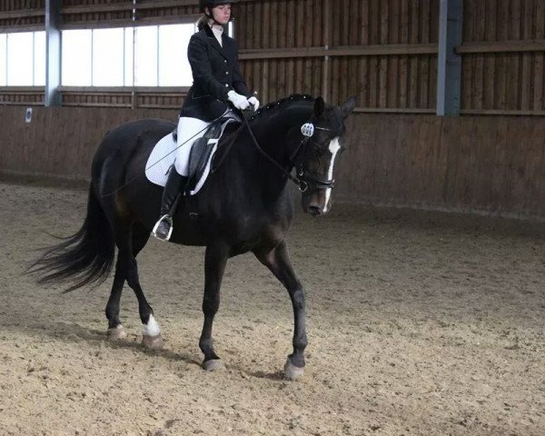dressage horse Abigail 51 (Hanoverian, 1996, from Archipel)