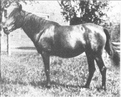 broodmare Saleefy ox (Arabian purebred, 1907, from Haleb 1901 ox)