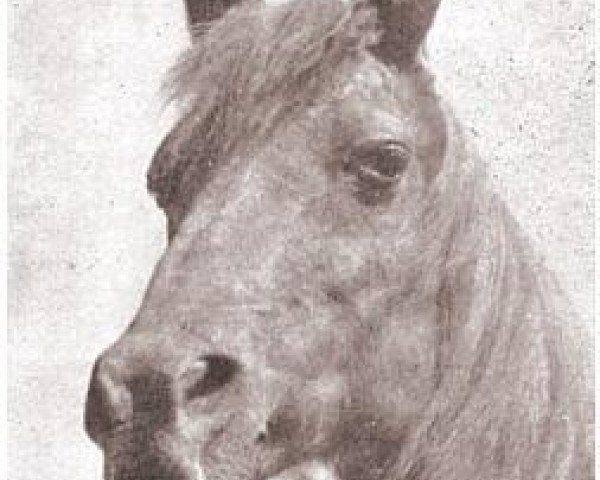 broodmare Schilan ox (Arabian purebred, 1929, from Antez ox)