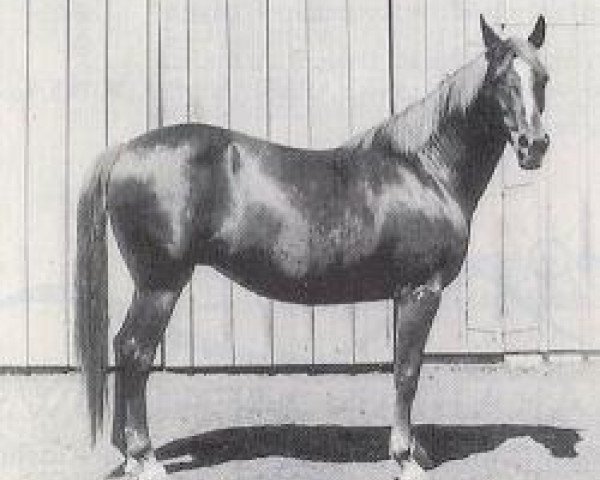 broodmare Schiba ox (Arabian purebred, 1949, from Hanad 1922 ox)